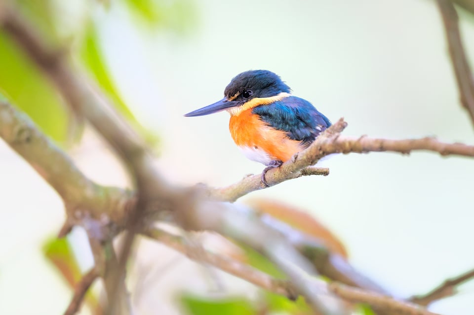 AmericanPygmyKingfisher_Simplified_Jason_Polak