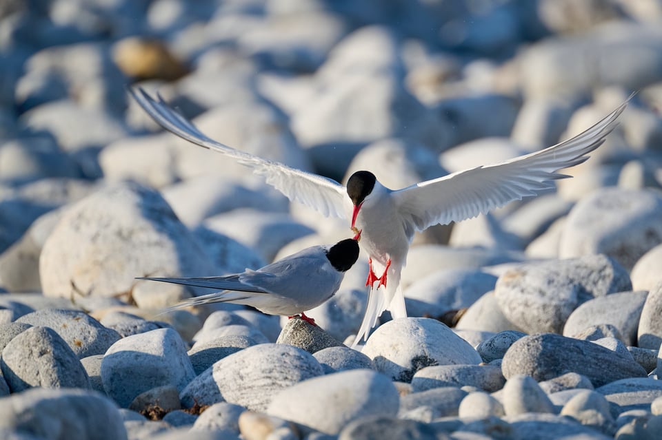 Arctic terns swap a shrimp