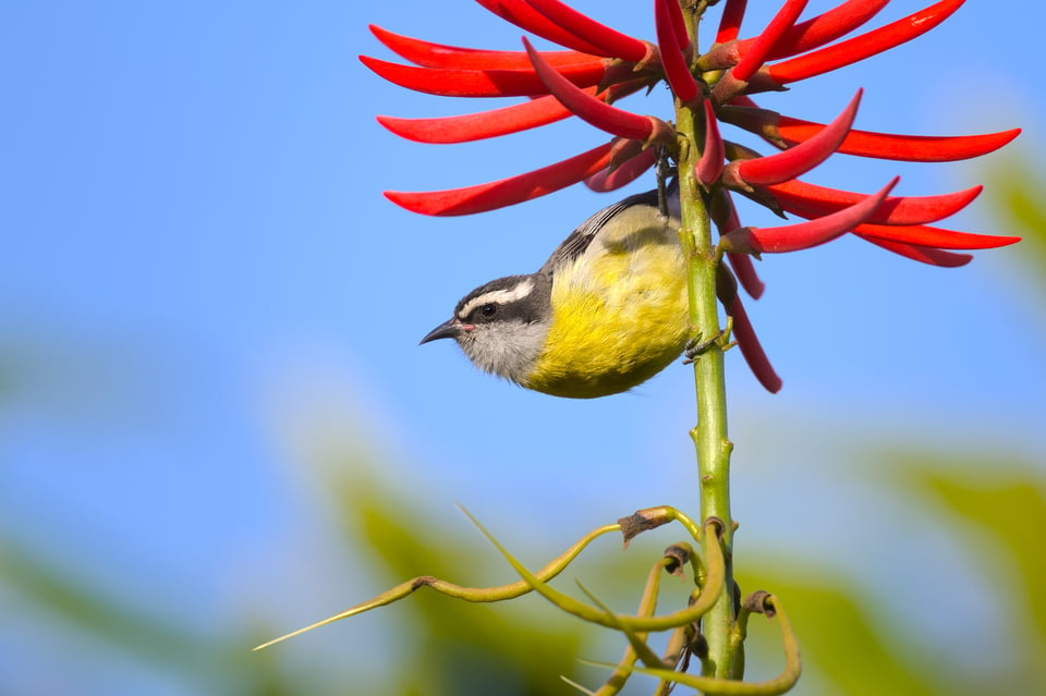 Bananaquit_Looking_Flower_Jason_Polak