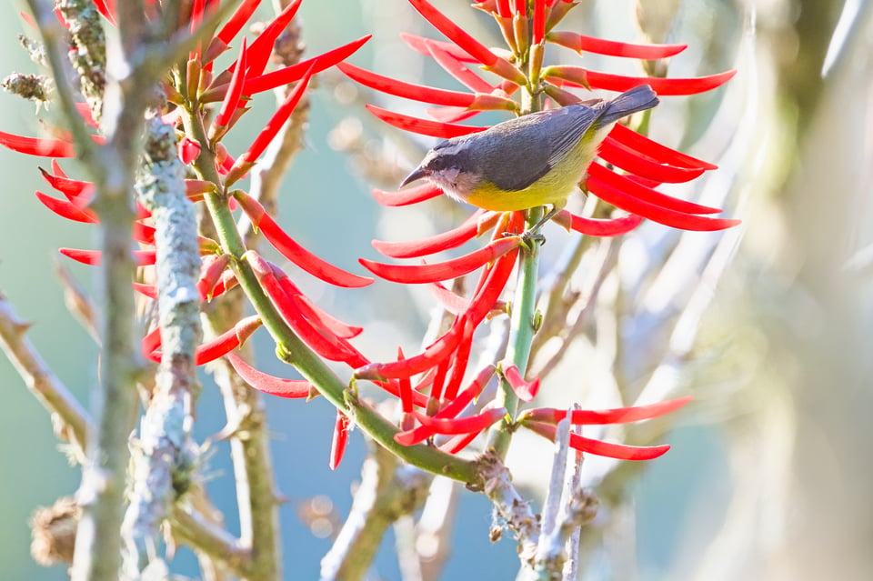 Bananaquit_Messy_Jason_Polak