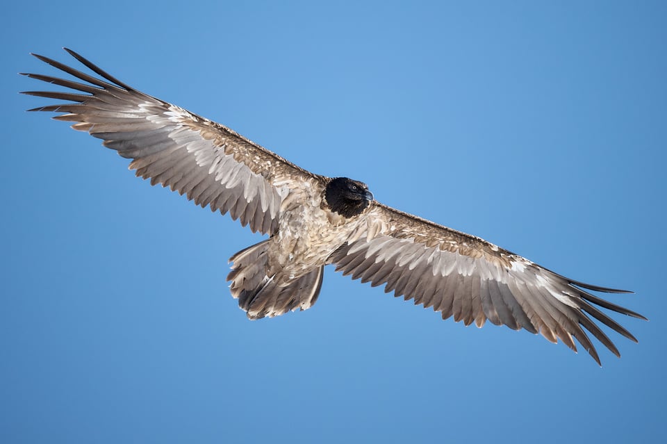 Bearded Vulture in flight