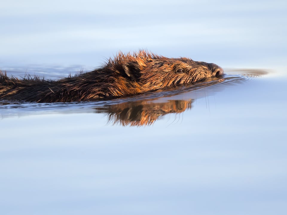 Beaver_Ripple_Water_Jason_Polak