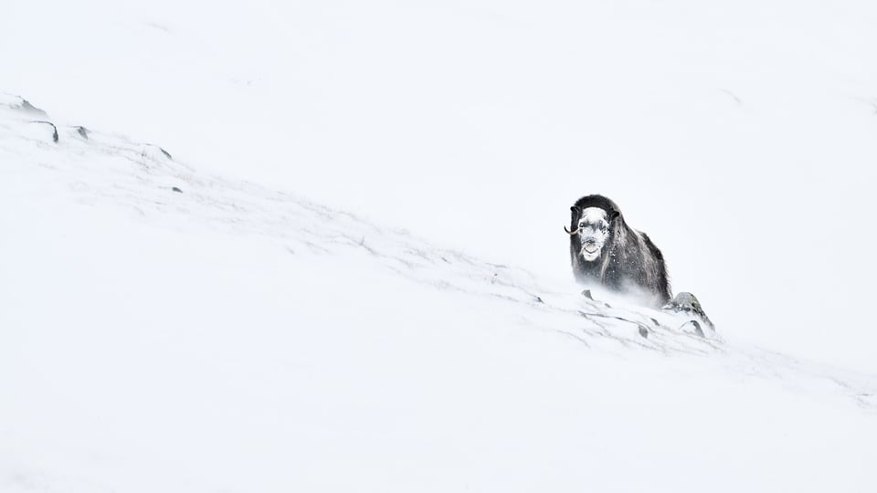 Big male Musk Ox in Dovrefjell