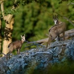 Chamois_Czech Republic_LVP1977-NEF