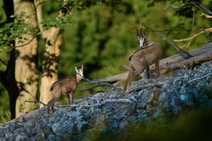 Chamois_Czech Republic_LVP1977-NEF