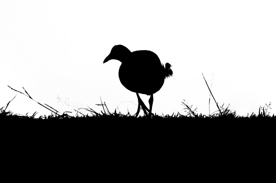 Common_Gallinule_Silhouette_Jason_Polak