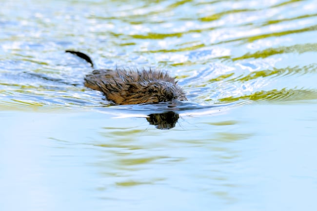 An Alternative to Eye-Level Photos in Wildlife Photography