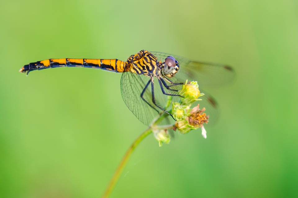 Dragonfly on a flower