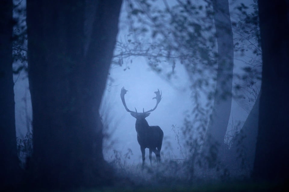 Fallow Deer in the Pre-Dawn Fog