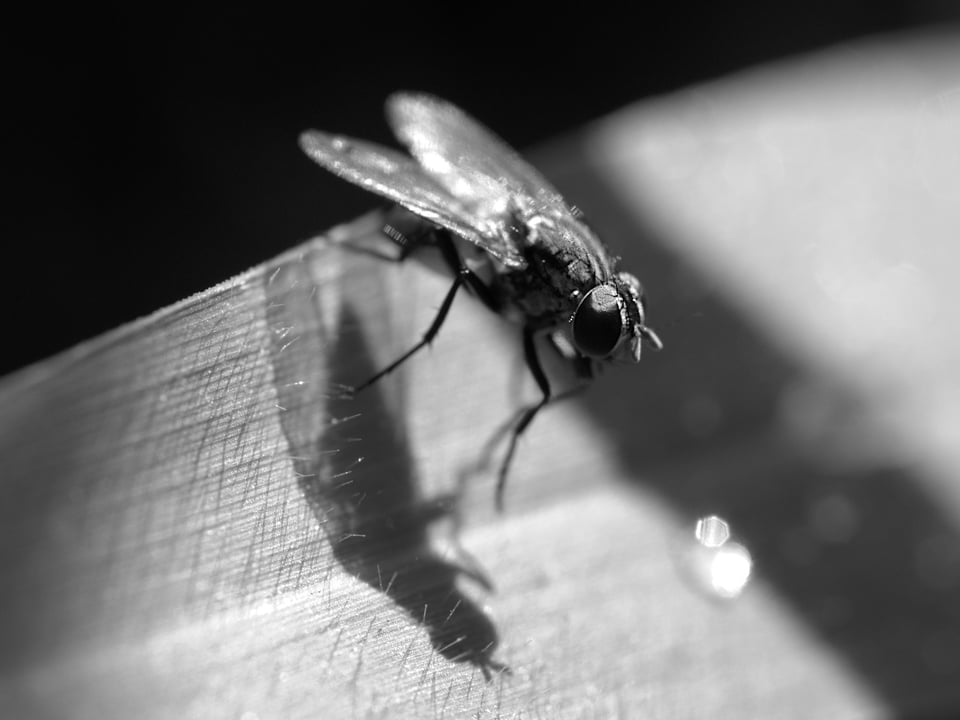 Fly_Grass_Shadow_Jason_Polak