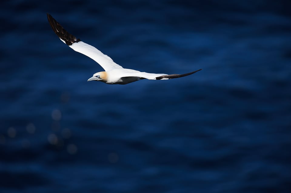 Gannet in high-contrast light