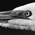 Great_Egret_FaceBW_Jason_Polak