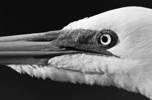 Great_Egret_FaceBW_Jason_Polak