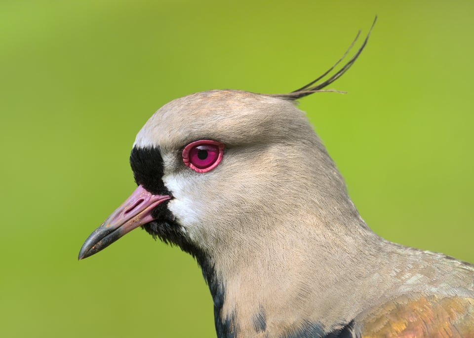 Lapwing_Portrait_Curve_Jason_Polak