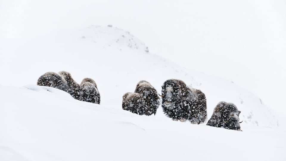Musk ox Dovrefjell in the snowfall