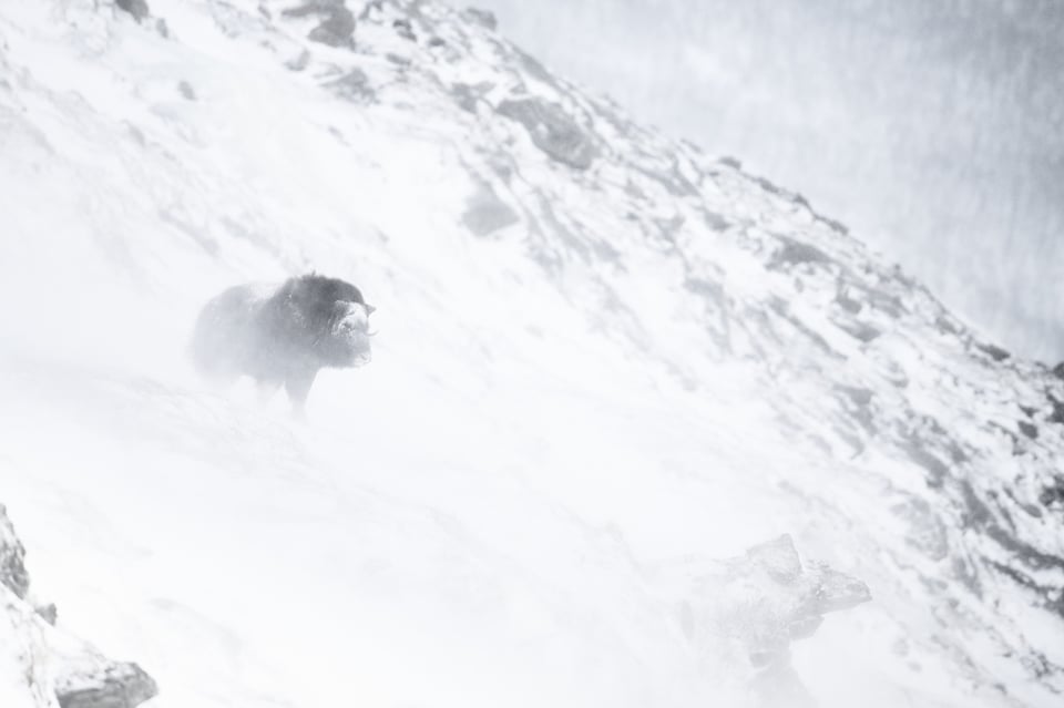 Musk ox Dovrefjell in the storm II