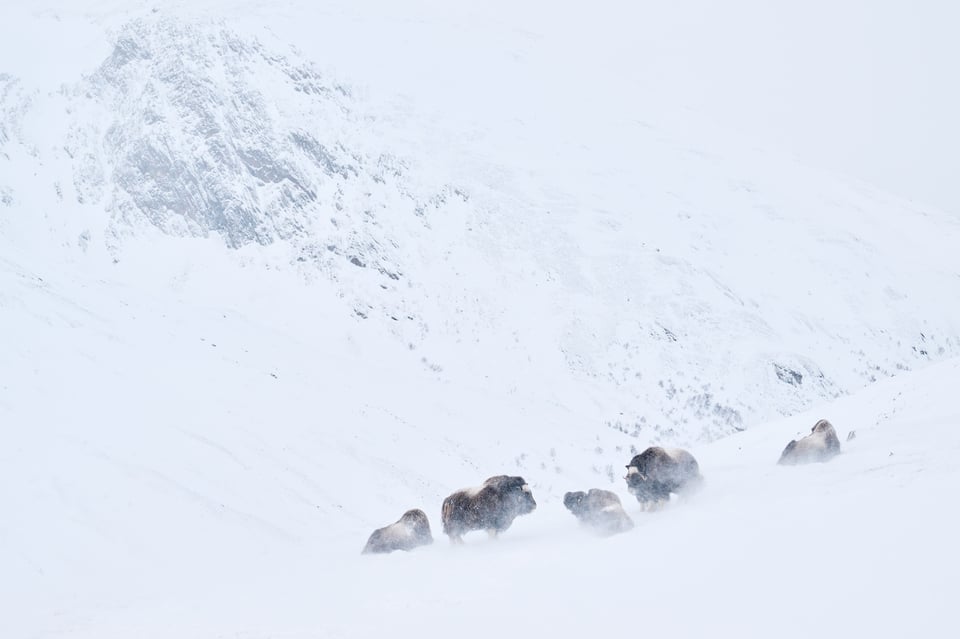 Musk ox Dovrefjell in the storm