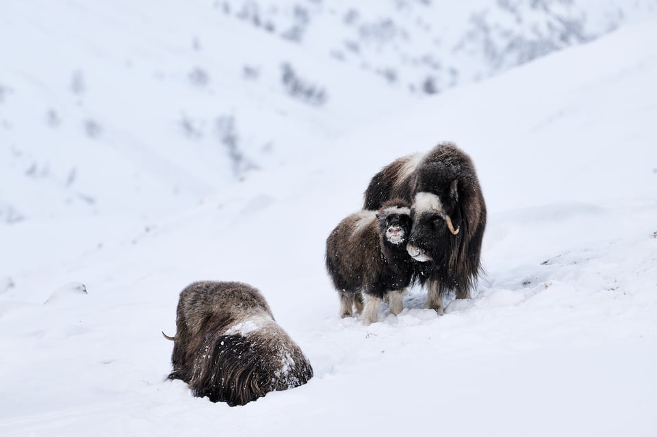 Musk ox family in Dovrefjell