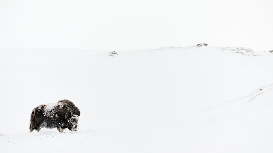 Musk ox feeding in Dovrefjell