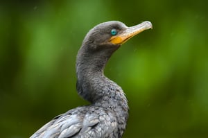 NeotropicCormorant_Rain_Jason_Polak