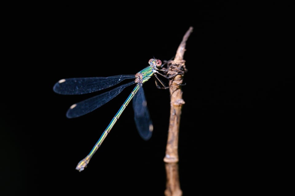 Nikon Z6 III_Sample images_DSC2725