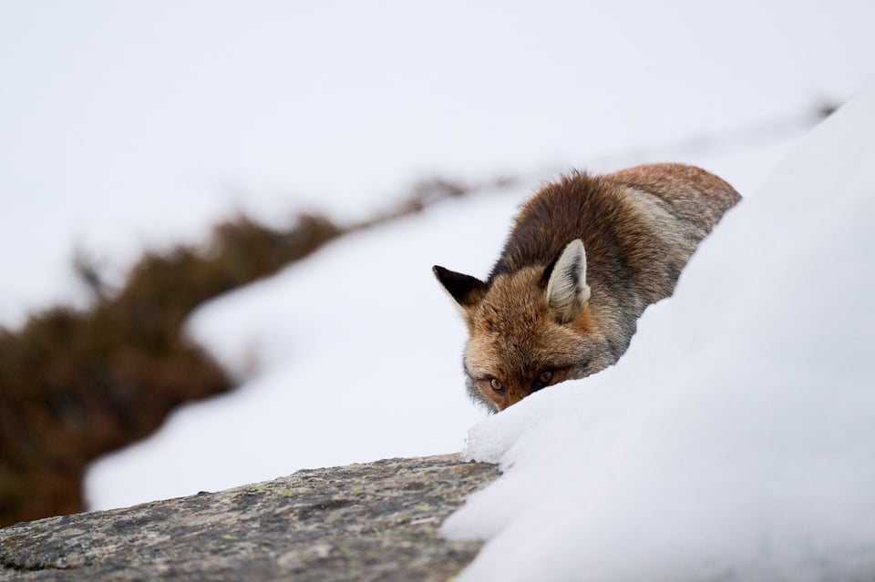 Red fox hunting