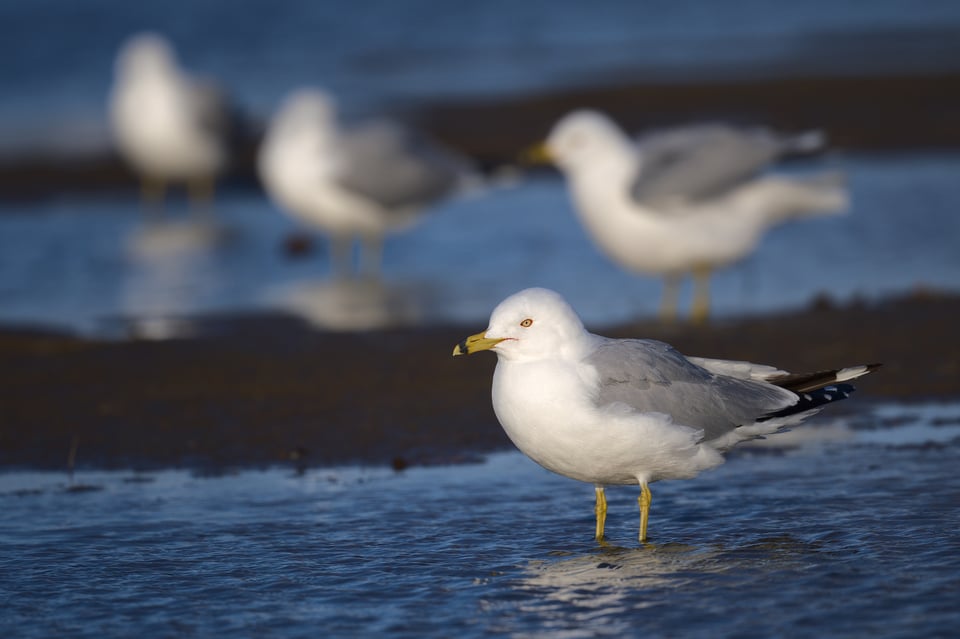 RingBilledGulls_Water_Higher_Jason_Polak