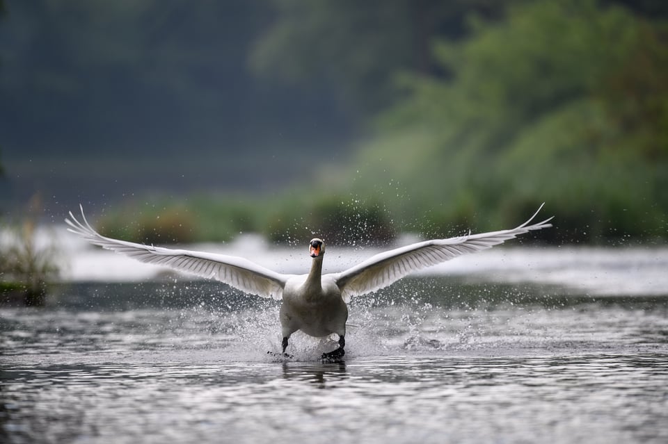 Swan taking off at full speed