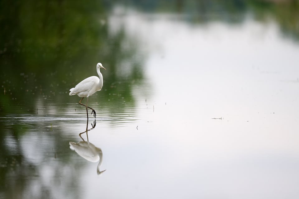 White Heron in Mixed Light