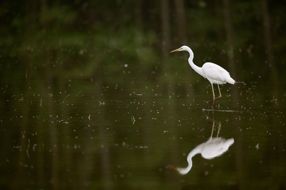 White Heron in the shade