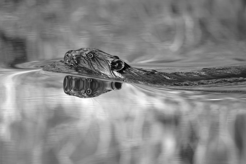 beaver_in_water_Jason_Polak