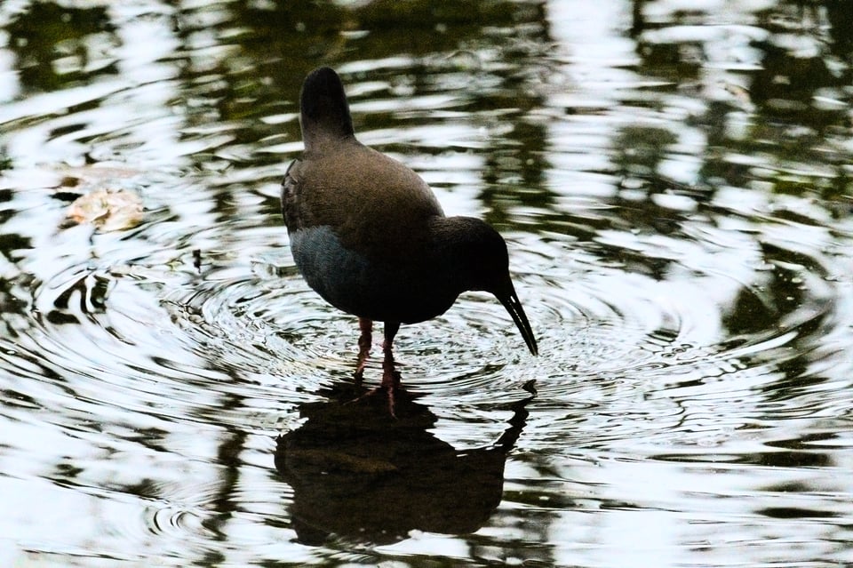 blackish_rail_in_water_jason_polak