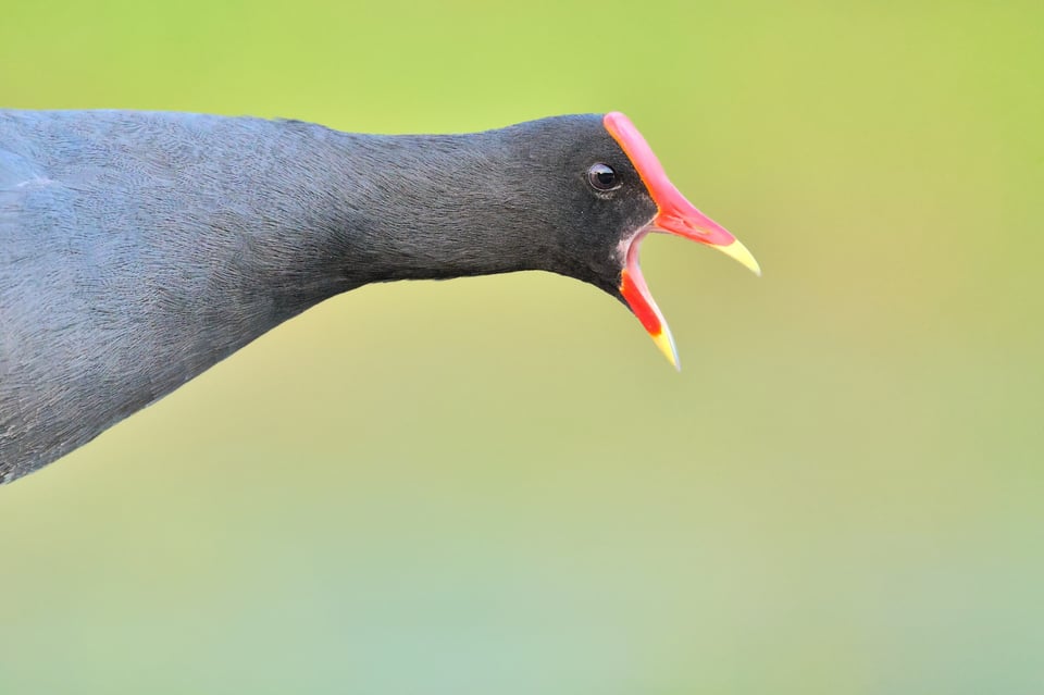 common_gallinule_calling_jason_polak