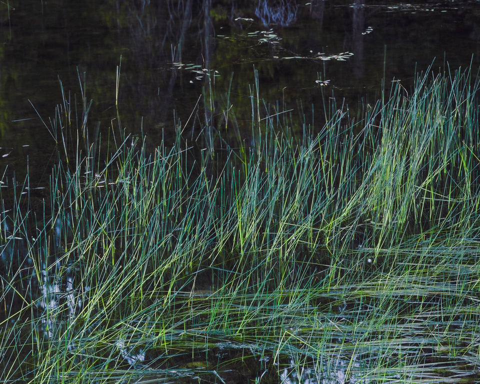 Abstract pond grasses intimate landscape