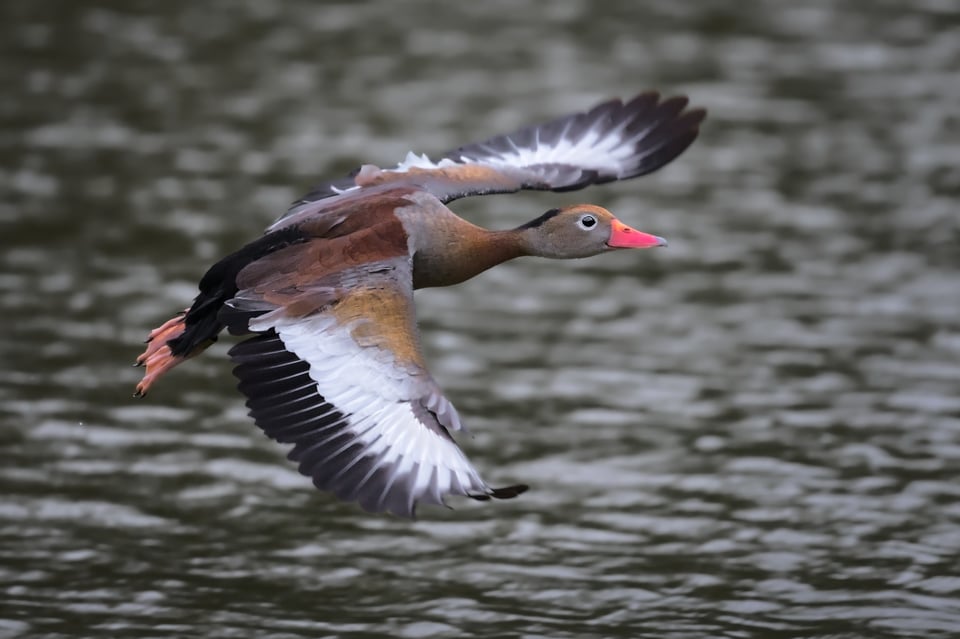 BlackBelliedWhistlingDuck_Jason_Polak