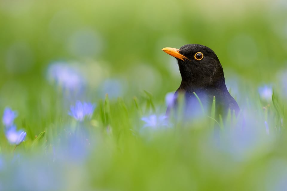 Blackbird_Nikon D500_Czech Republic