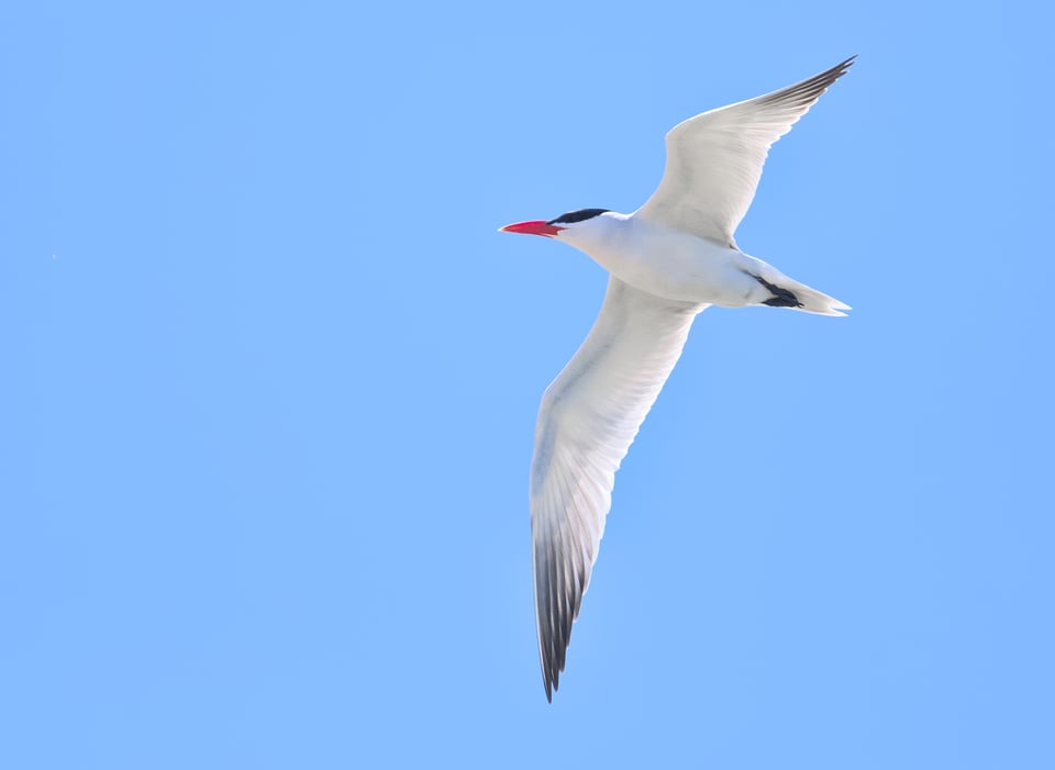 Caspian_Tern_Jason_Polak