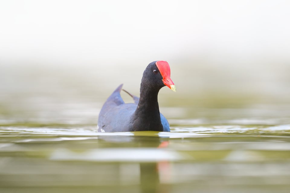 CommonGallinule_Swimming_Jason_Polak