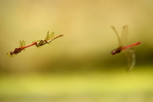 Dragonfly_Czech Republic_Nikon_180-600mm_Libor