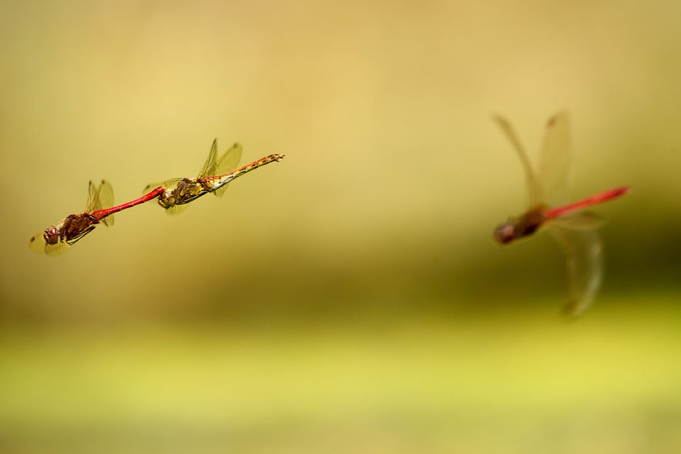 Dragonfly_Czech Republic_Nikon_180-600mm_Libor