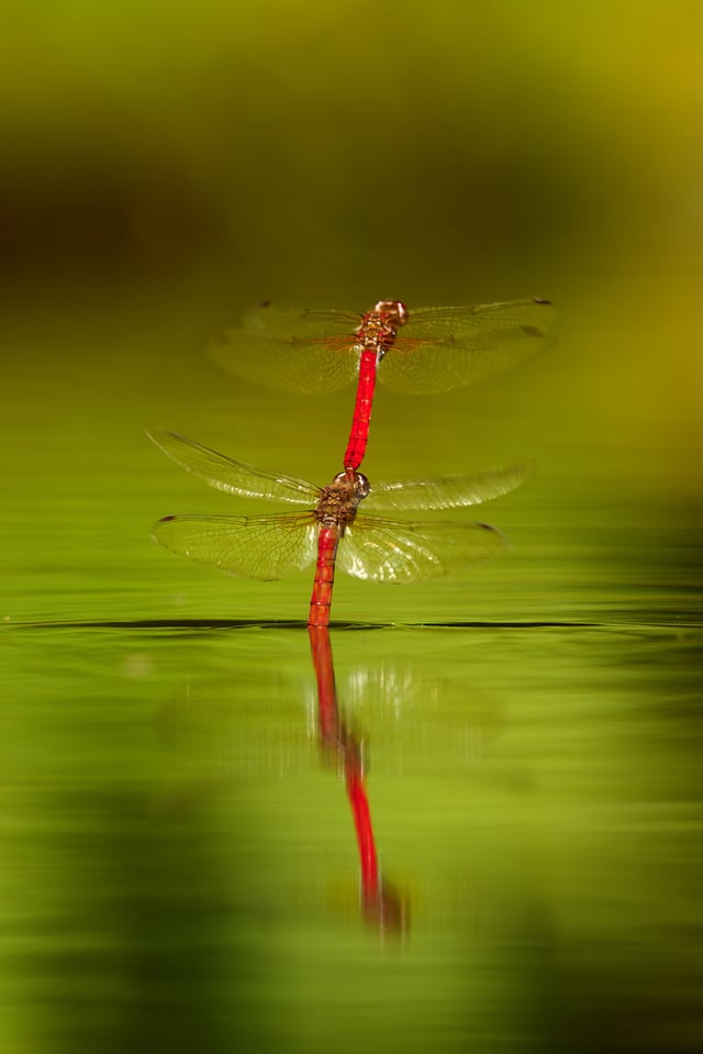 Dragonfly_Ecuador_Nikon 500mm_Libor (1)