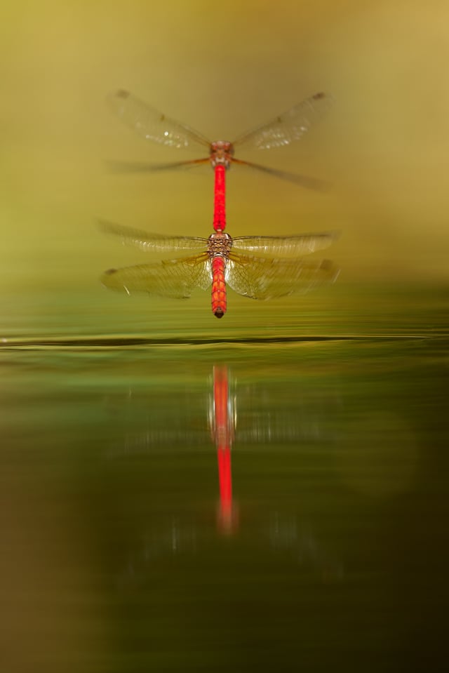 Dragonfly_Ecuador_Nikon 500mm_Libor (3)