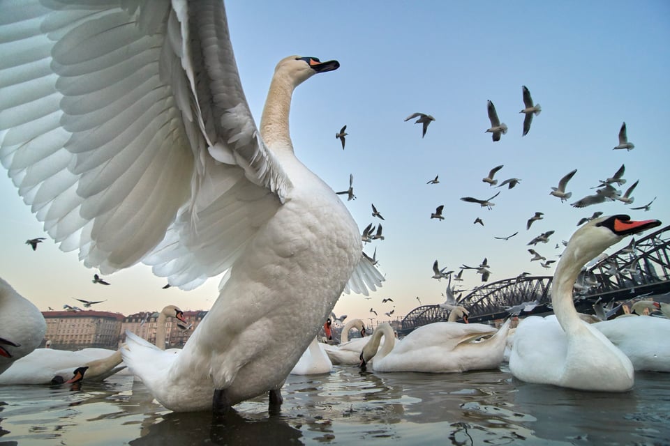 Mute Swan_Nikon D500_Czech Republic