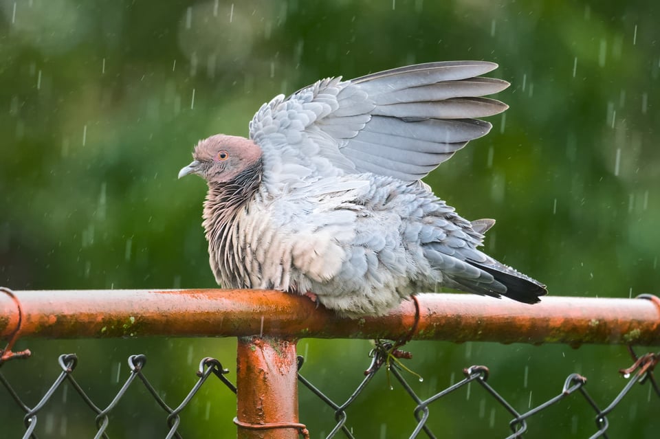 PicazuroPigeon_in_Rain_Jason_Polak