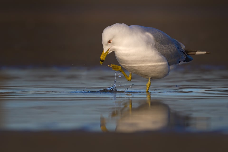 RingBilledGull_WaterDrops_Jason_Polak