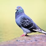 RockDove_Ledge_Jason_Polak