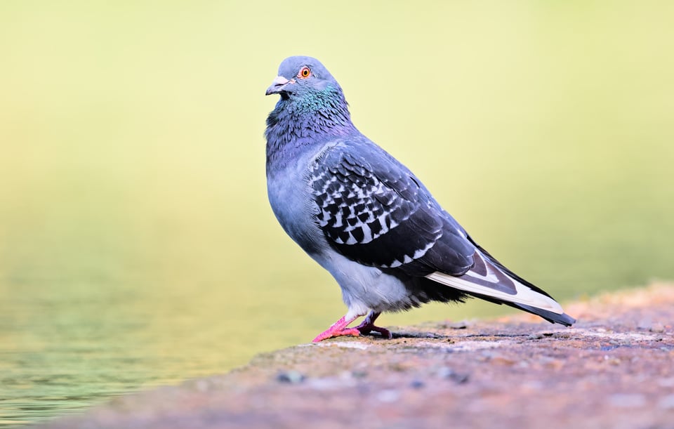 RockDove_Ledge_Jason_Polak