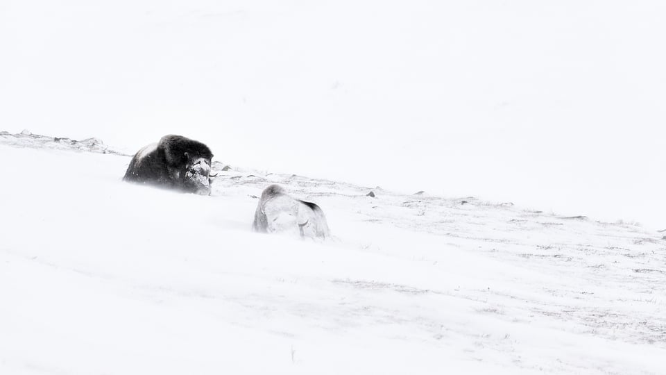 Snowstorm covers Musk Oxen