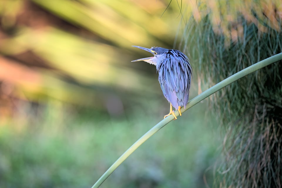 Striated_heron_PlantsBg_Jason_Polak