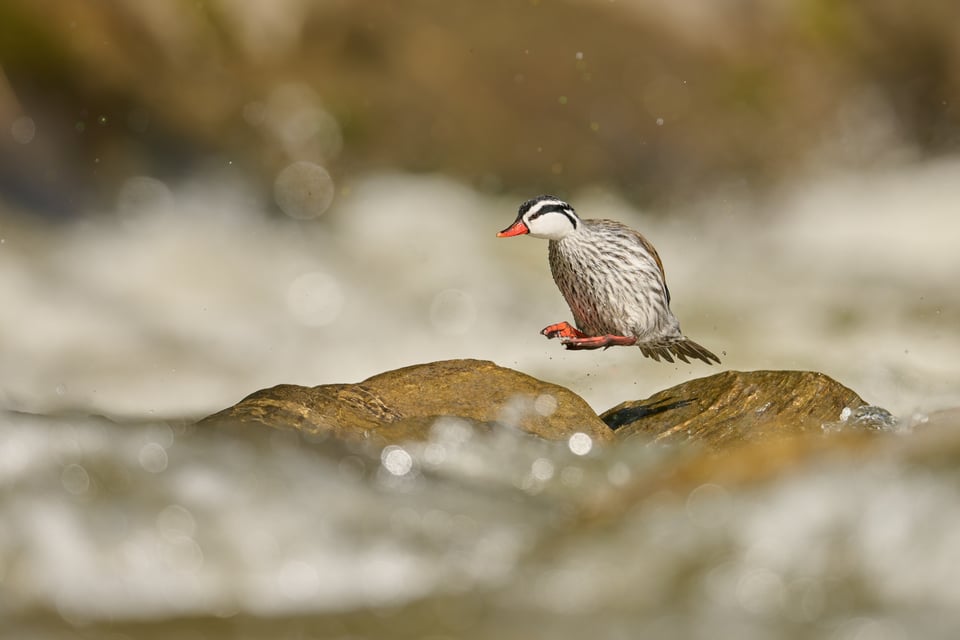 Torrent duck_Ecuador_Nikon Z9